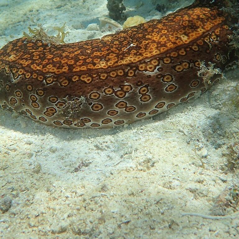 Sea cucumber underwater