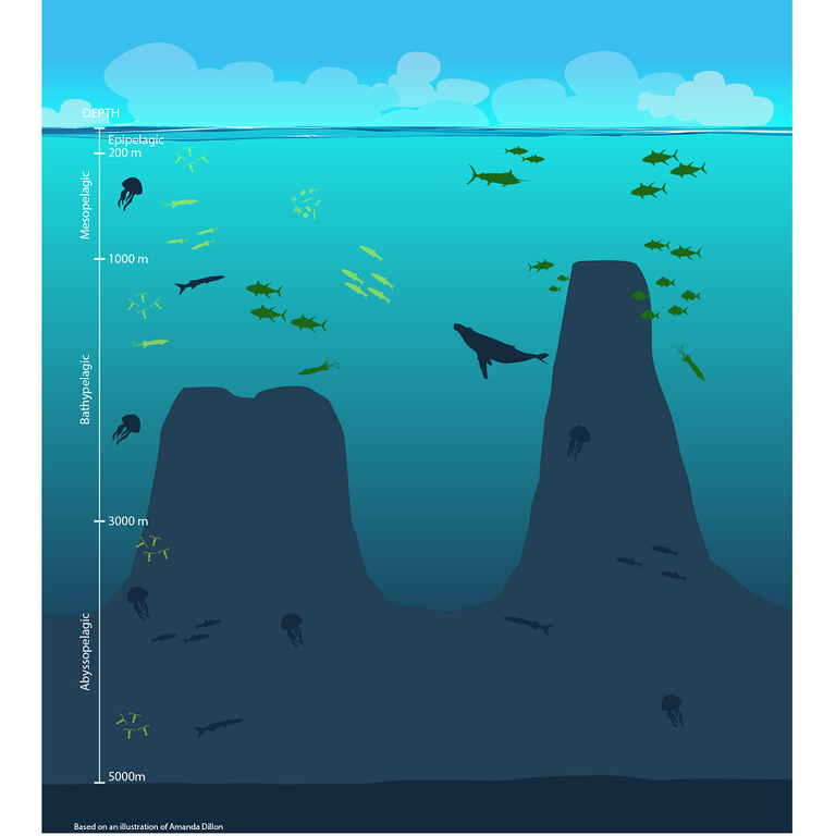 Illustration of two seamounts with fish swimming around them