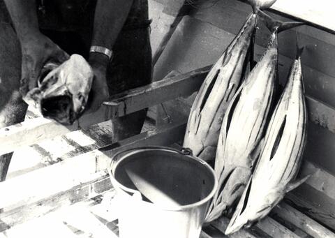 Black and white photo of fish and a bucket.