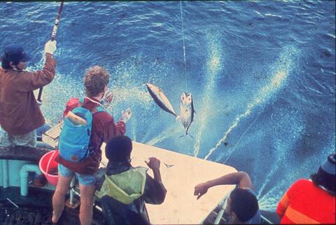 Scientists and fishers catching fish to tag on a tuna tagging vessel