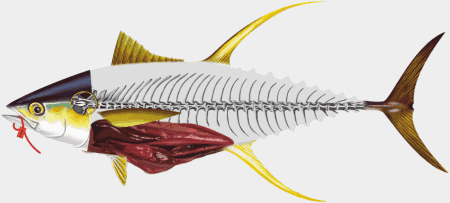 Illustration of a fish with internal organs and skeleton