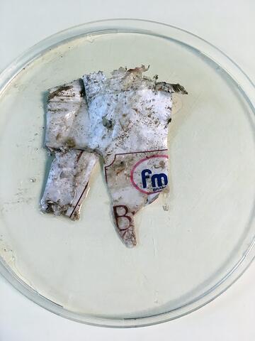 Piece of plastic froma  fish stomach on a petri dish
