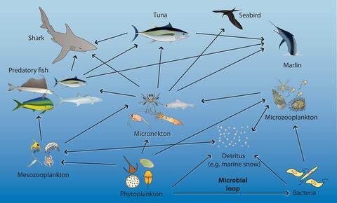 Diagram of the pelagic ecosystem